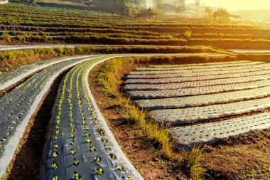 sebze ekimi dağ merdiven tha kuzeyinde sabah