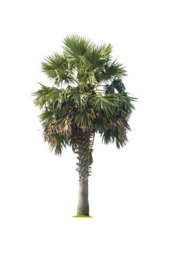 Beyaz arkaplanda izole edilmiş palmiye ağacı