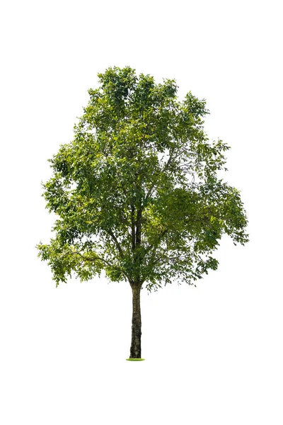 Albero verde isolato su sfondo bianco — Foto Stock