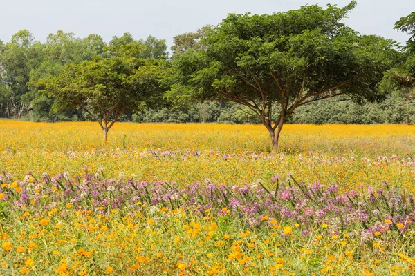 İki yeşil ağaç çiçek alanı