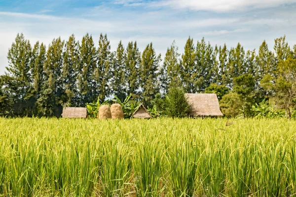 Campo de arroz con cabaña y fondo de paja —  Fotos de Stock