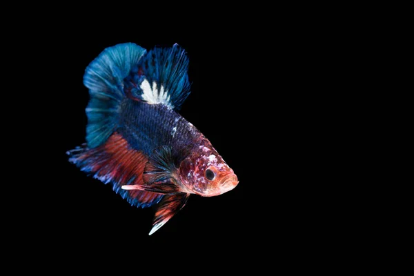 Сиамские боевые рыбы изолированы на черном фоне — стоковое фото