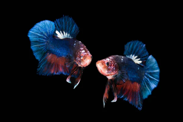 Dos peces siameses de combate aislados sobre fondo negro — Foto de Stock