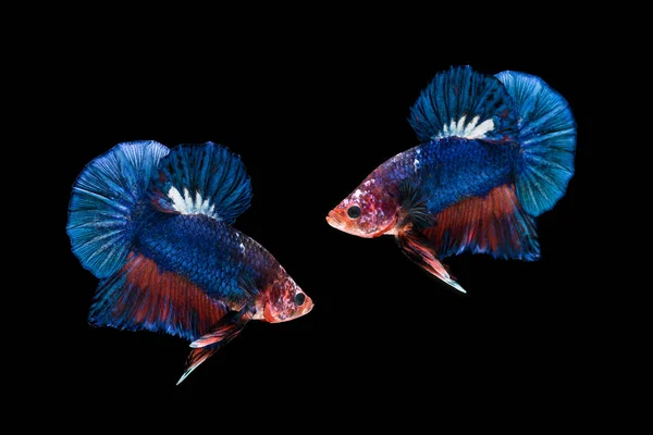 two siamese fighting fish isolated on black background