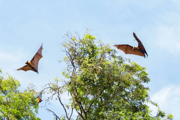 Morcegos de frutas gigantes voando sobre a árvore — Fotografia de Stock