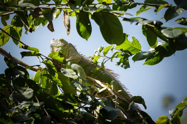 Ağaçtaki yeşil iguana — Stok fotoğraf