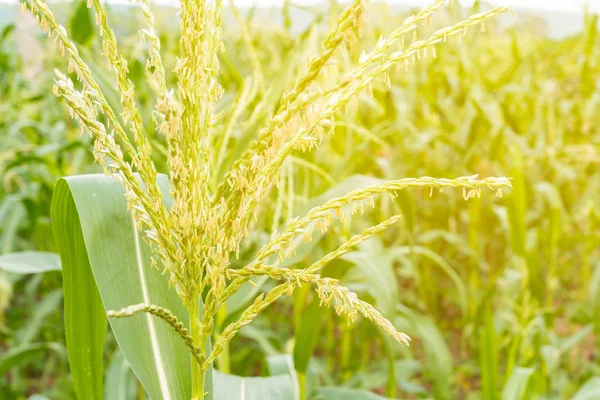Крупним планом квітка кукурудзи в кукурудзяному полі — стокове фото