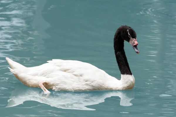 Cisne blanco en el lago — Foto de Stock