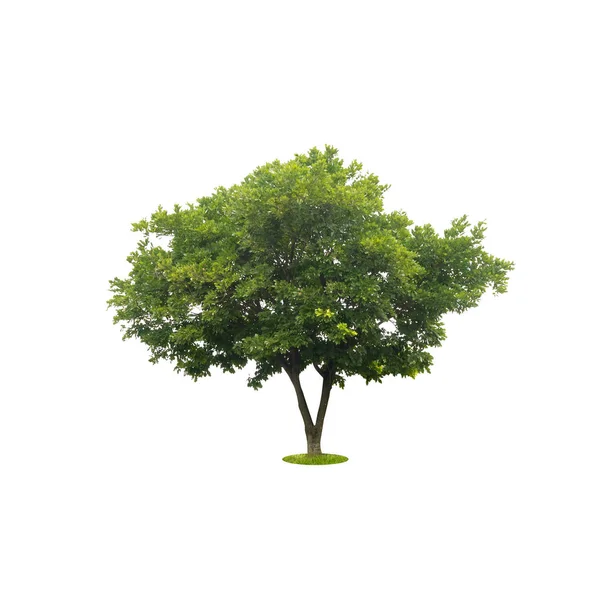 Bela árvore verde isolada no branco com caminho de recorte — Fotografia de Stock