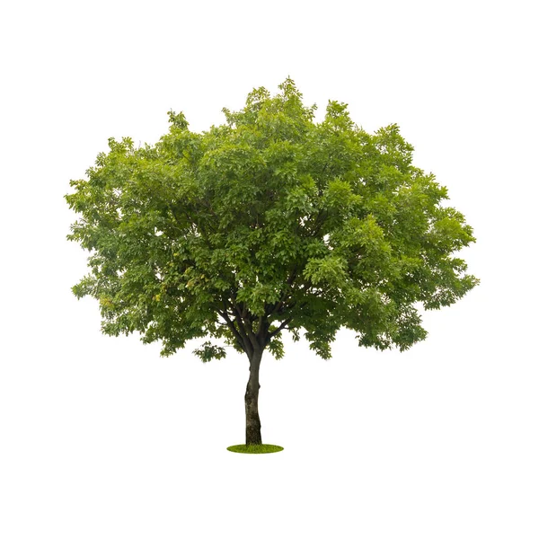 클리핑 패스와 함께 흰색 절연 아름 다운 녹색 나무 — 스톡 사진