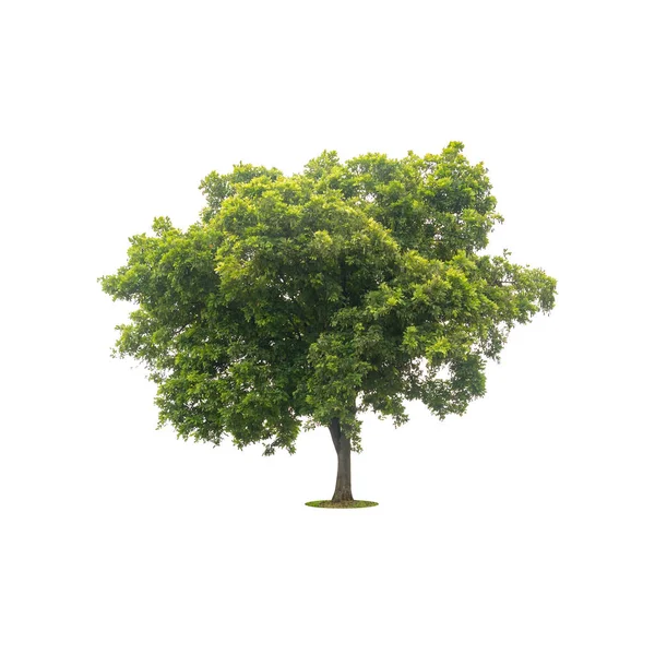 Bela árvore verde isolada no branco com caminho de recorte — Fotografia de Stock
