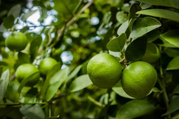 Färsk grön lime hänger på trädet i gård med selektiv fokusera te — Stockfoto