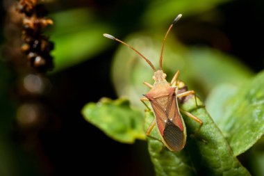 Cletus trigonus (Hemiptera) üzerindeki yeşil yaprak 
