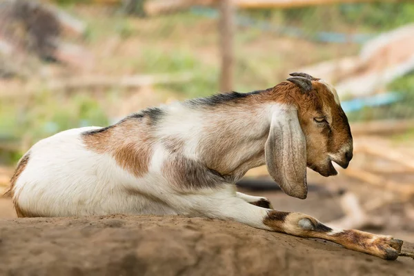 Cute of goat resting on the rock — Stock Photo, Image