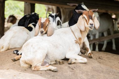 Kaya üzerinde dinlenen keçi tatlısı