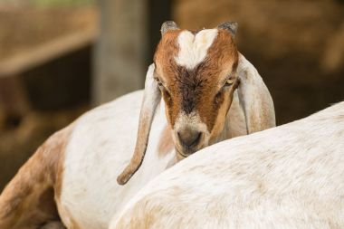 Kaya üzerinde dinlenen keçi tatlısı