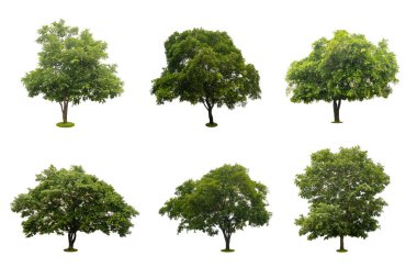 altı beyaz izole güzel yeşil ağaç topluluğu