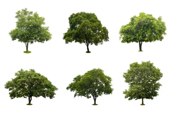 altı beyaz izole güzel yeşil ağaç topluluğu