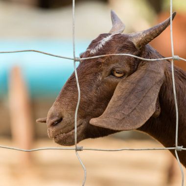 Yerel gruptaki çelik çit içinde kahverengi keçi