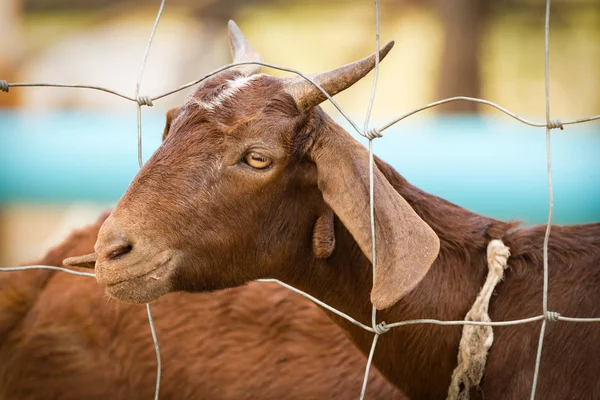 本地农场内钢栅栏内的褐色山羊 — 图库照片
