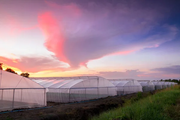 Broeikasgassen in boerderij op de prachtige zonsondergang — Stockfoto