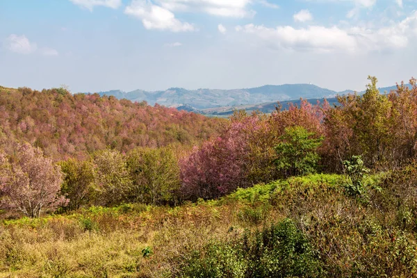 Het veld van de mooie roze bloem in de vallei — Stockfoto