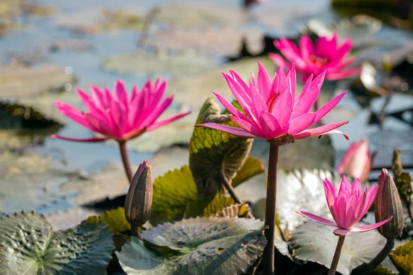 Red water lily in lake with selective focus technique — Stock Photo, Image