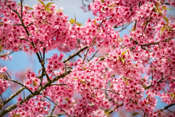 Květy růžové sakura Thajska kvetoucí v zimě s sele Stock Obrázky