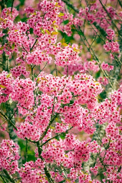 Pink sakura flowers of thailand blooming in the winter with sele — Stock Photo, Image