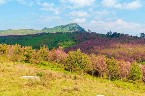 Het veld van de mooie roze bloem in de vallei — Stockfoto