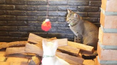 İki genç kedi oyuncak semt ekranda oynama