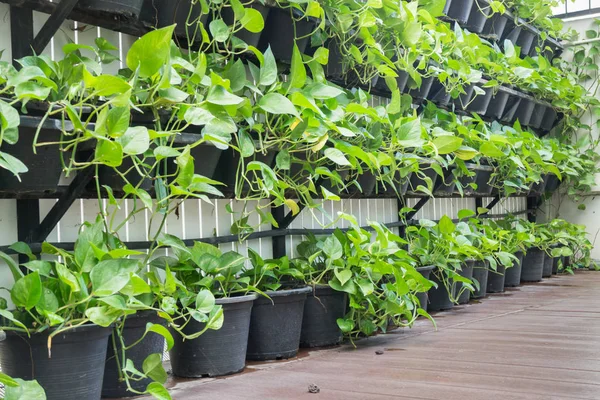 Exterior vertical green leaves garden — Stock Photo, Image