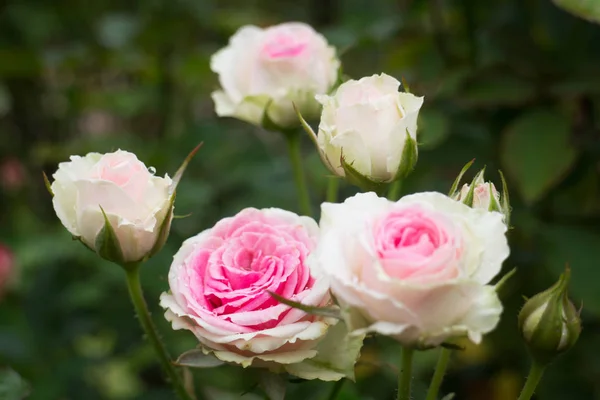 Rosa rosas arbusto no jardim — Fotografia de Stock
