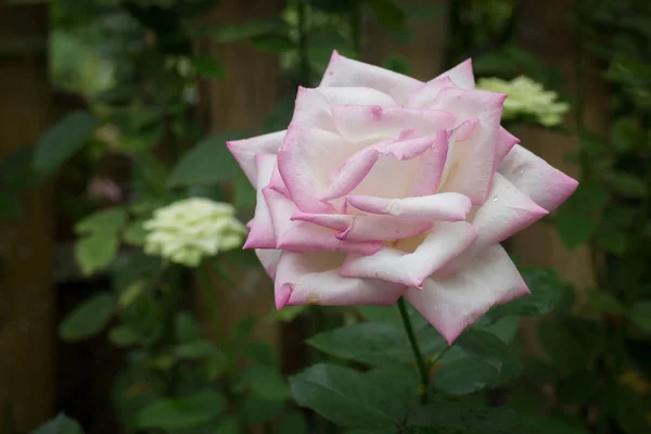 Ο Μπους ροζ τριαντάφυλλα στον κήπο — Φωτογραφία Αρχείου