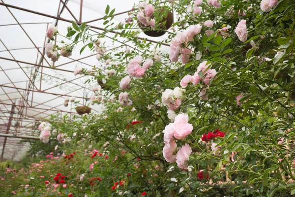 Rosarote Rosen im Garten — Stockfoto