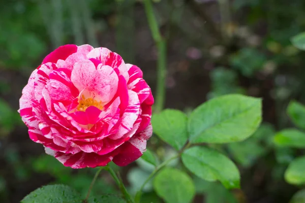 Ο Μπους ροζ τριαντάφυλλα στον κήπο — Φωτογραφία Αρχείου