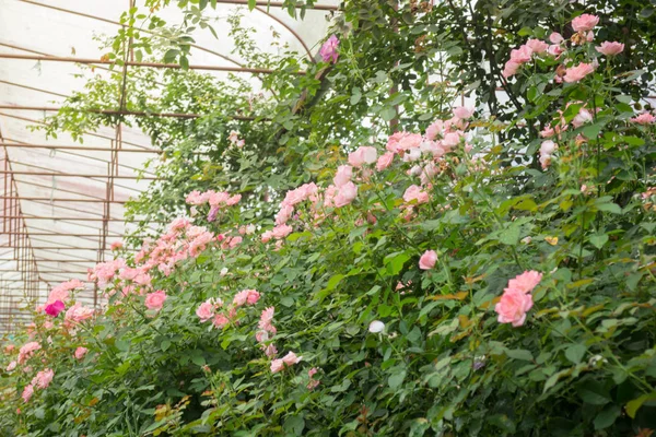 Rosarote Rosen im Garten — Stockfoto