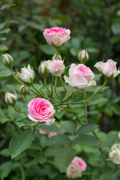 Розовые розы куст в саду — стоковое фото
