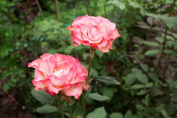 Rosa rosor buske i trädgården — Stockfoto