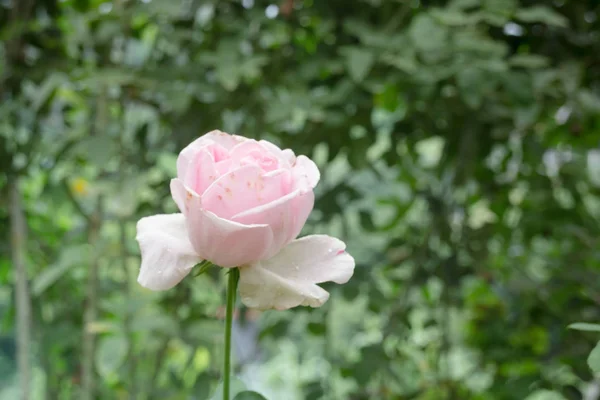 Pink roser busk i haven - Stock-foto