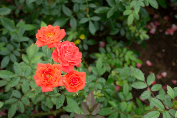Pomarańczowy rose bush w ogrodzie — Zdjęcie stockowe