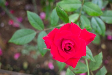 Bahçedeki kırmızı güller