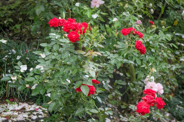 Rode rozen struik in de tuin — Stockfoto