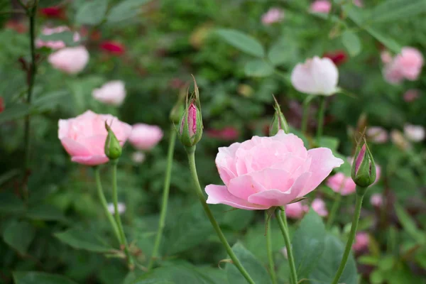 在花园里的粉红色玫瑰灌木 — 图库照片