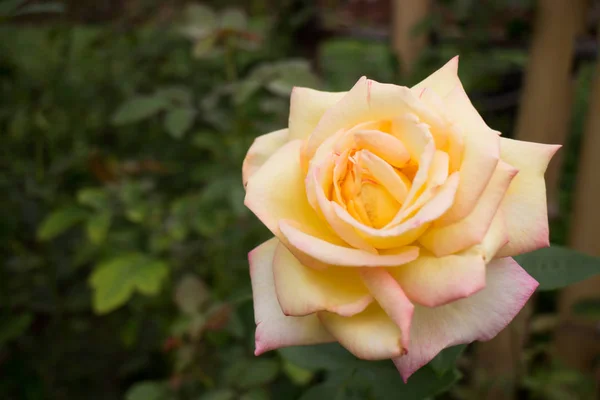 Arbusto de rosas amarelas no jardim — Fotografia de Stock