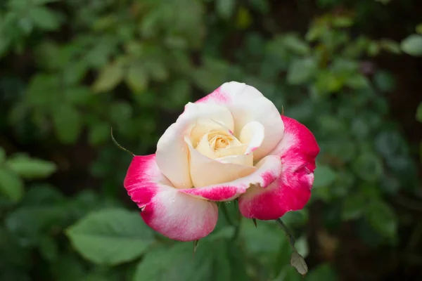 Amarelo rosa com pontas vermelhas corajosamente no jardim — Fotografia de Stock