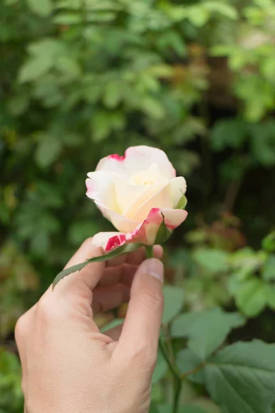 Hand op roze roos in de tuin — Stockfoto