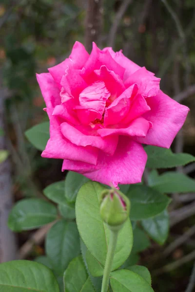 Cespuglio di rose rosa in giardino — Foto Stock