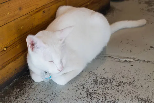 Graue und weiße Katze entspannt sich — Stockfoto