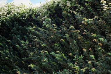 Yaz mavi gökyüzü ile yeşil yaprakları